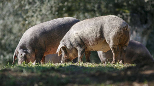 Authentic journey of the Jamon Iberico: From raising pigs to savory delight - Aroma Ibérico