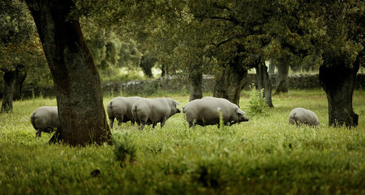Sådan Vælger du den Bedste Spanske Skinke i Danmark – En Guide for Gourmeter - Aroma Ibérico