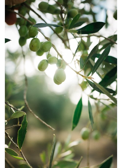 Økologisk Ekstra Jomfru Olivenolie "Mas de la Salut" | 5L - Aroma Ibérico