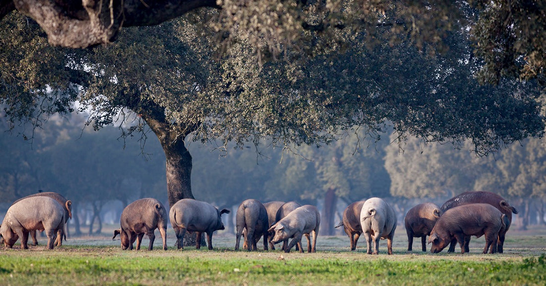 La Montanera: The secret of exquisite Iberico Bellota Ham