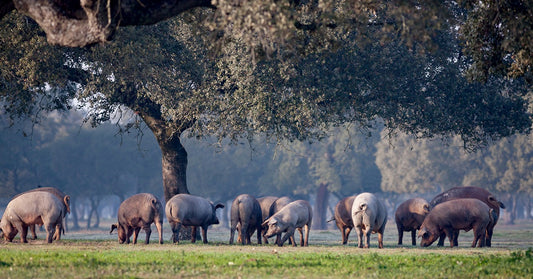 La Montanera: The secret of exquisite Iberico Bellota Ham