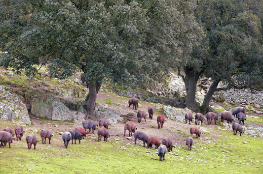 Exploring the Dehesa: The birthplace of authentic iberian ham